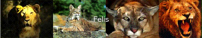 Felis